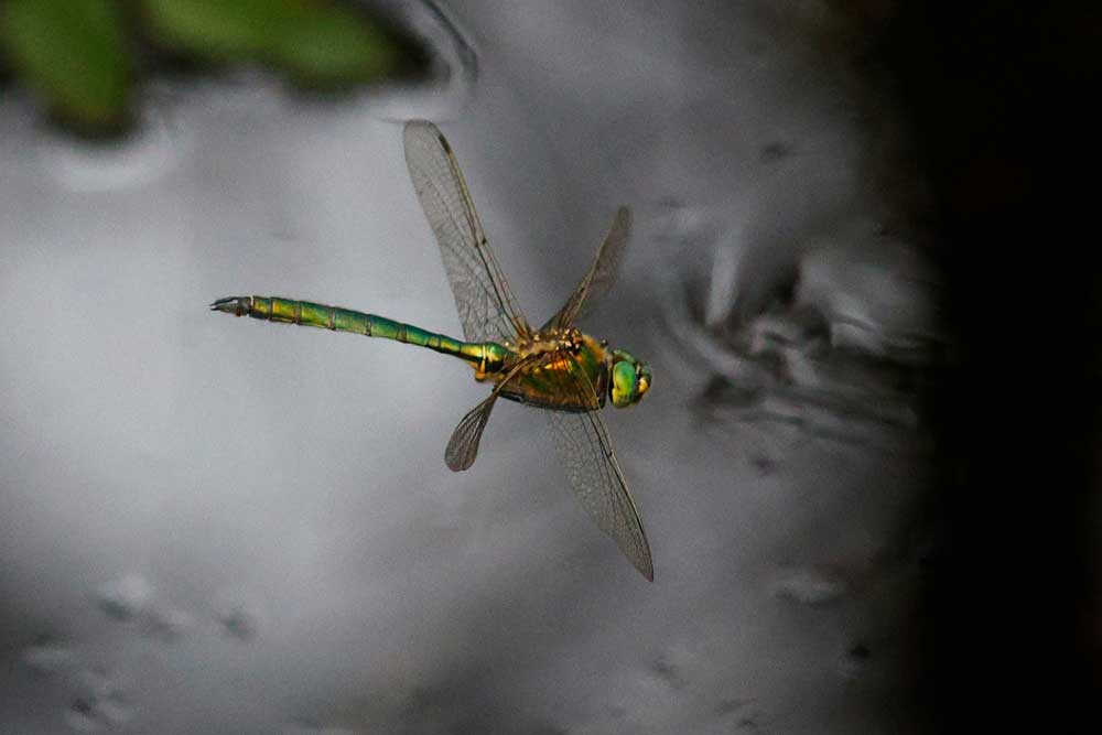 Somatochlora_metallica